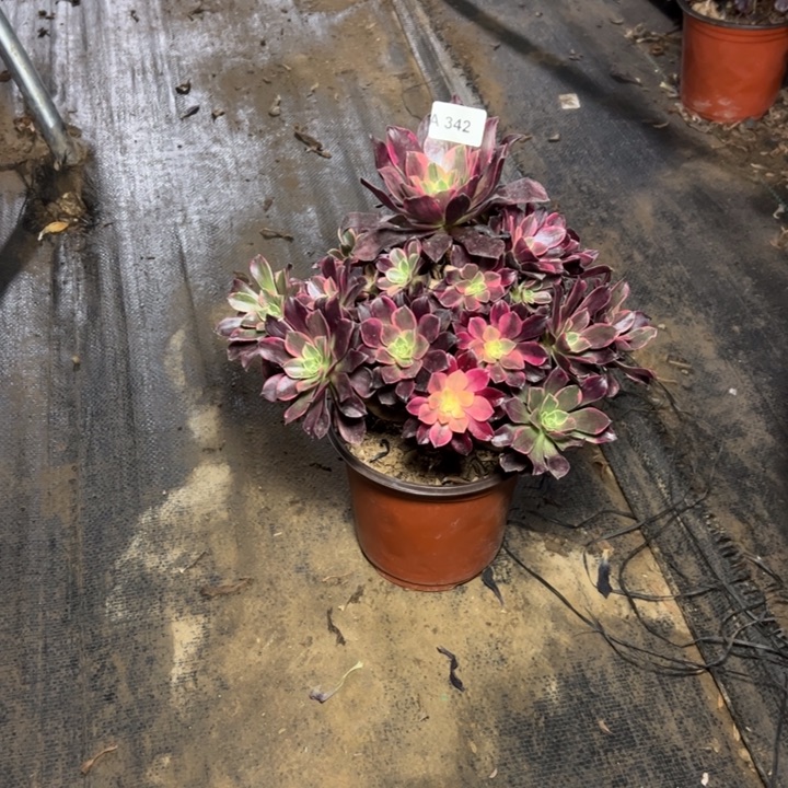 明***好343金丝雀多肉多肉多肉多肉多肉