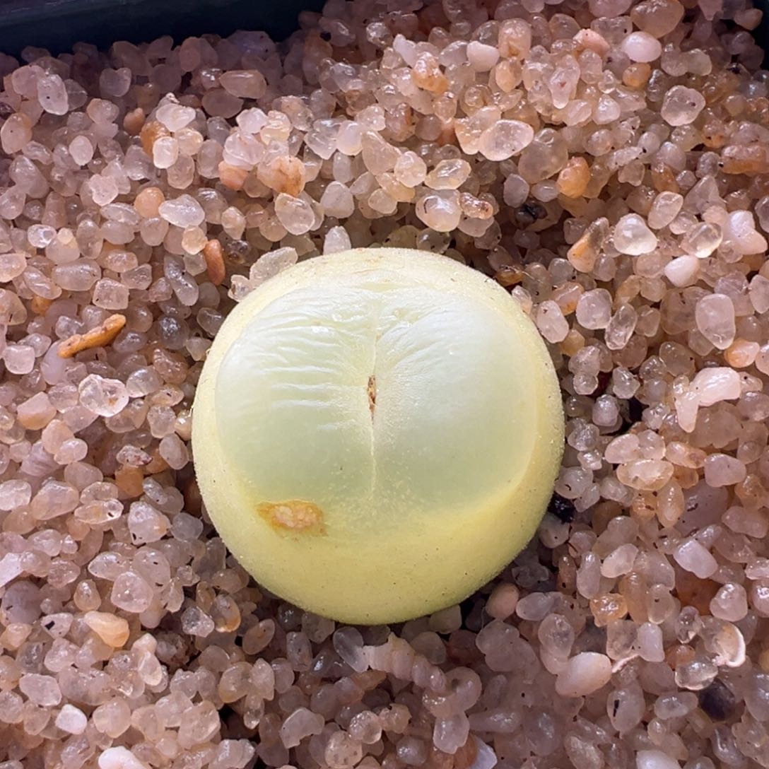 391。优选1473.18六年母本。1.9+