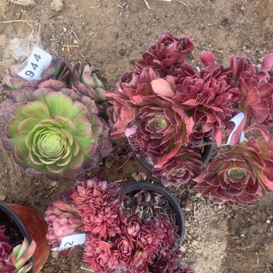 2颗小缀➕万圣节法师