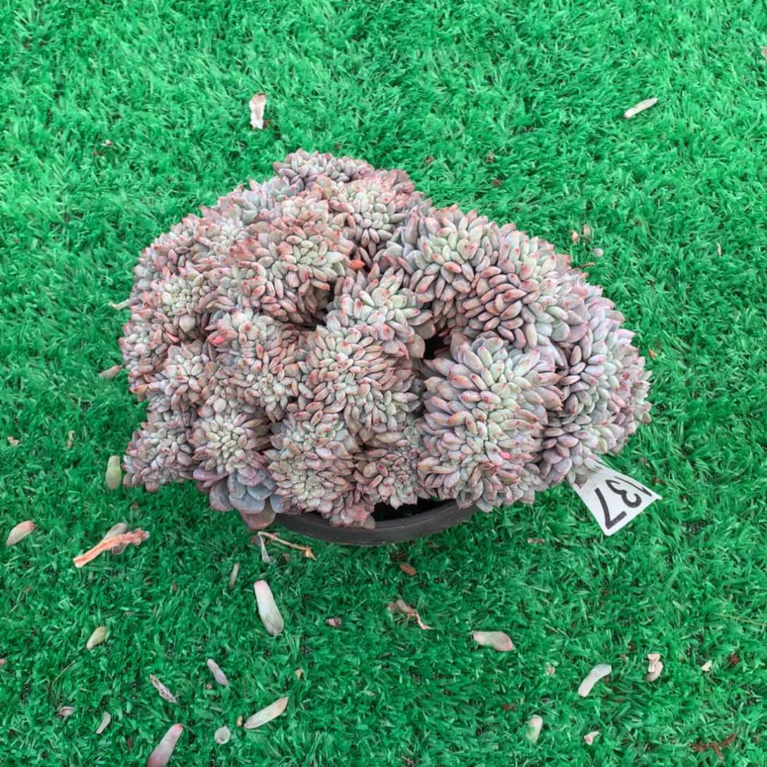 137橙子缀多肉植物有切