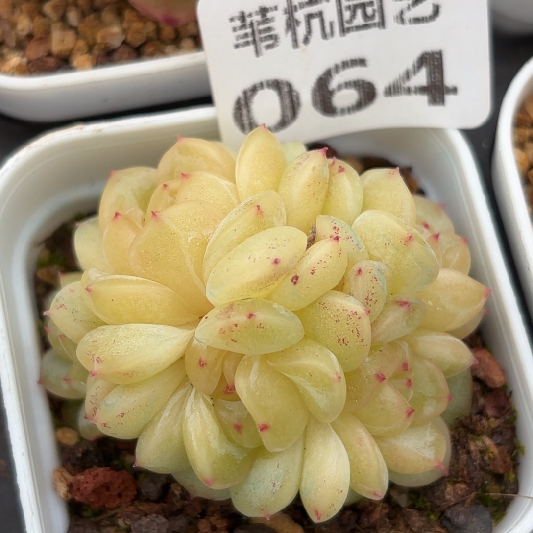 064啊我的天啊我的神啊