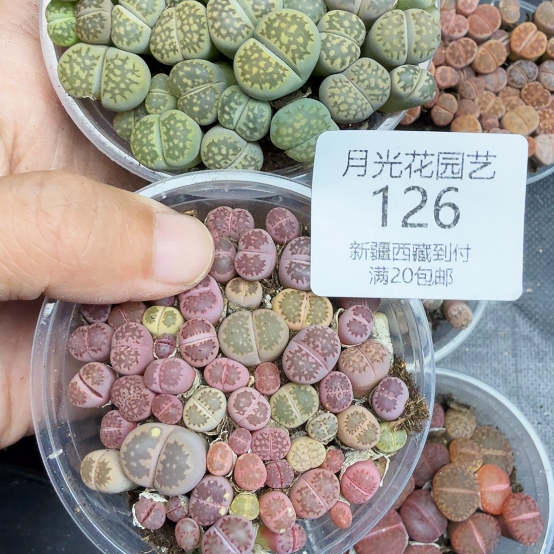 蓝***3不用我送过去咯的咯126