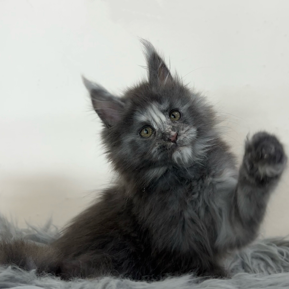 浮意缅因猫大体俄系缅因幼崽