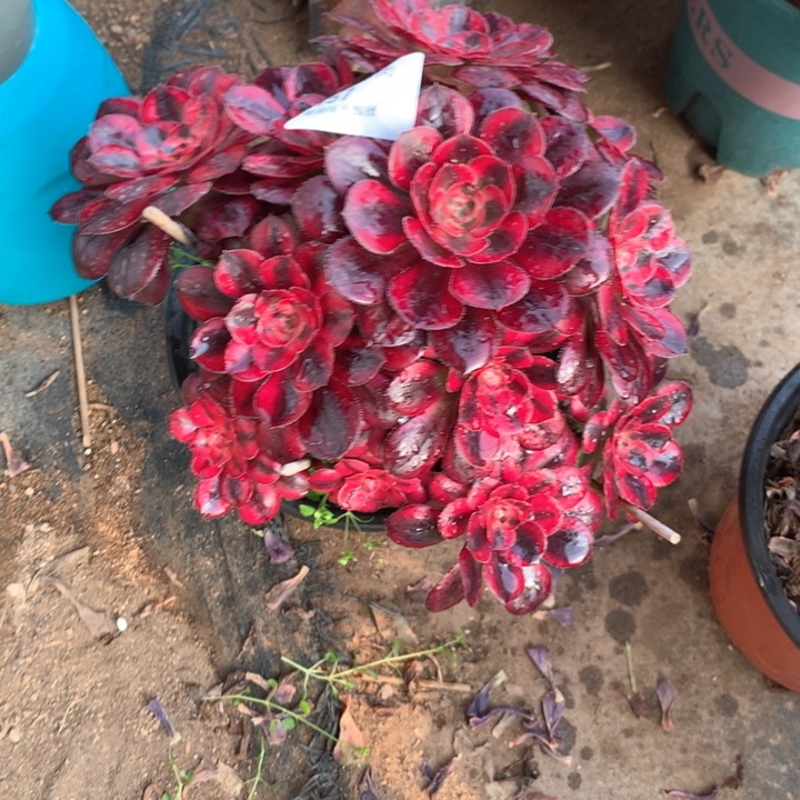 157香奈多肉植物