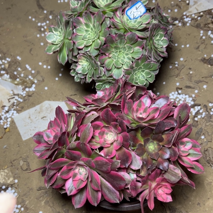 多肉植物两个法师25