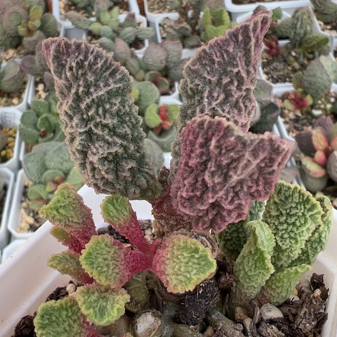 幽月老桩多肉植物水泡多肉植物