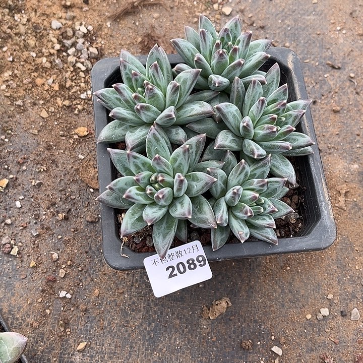 怪***虾阿雅园艺。      2089