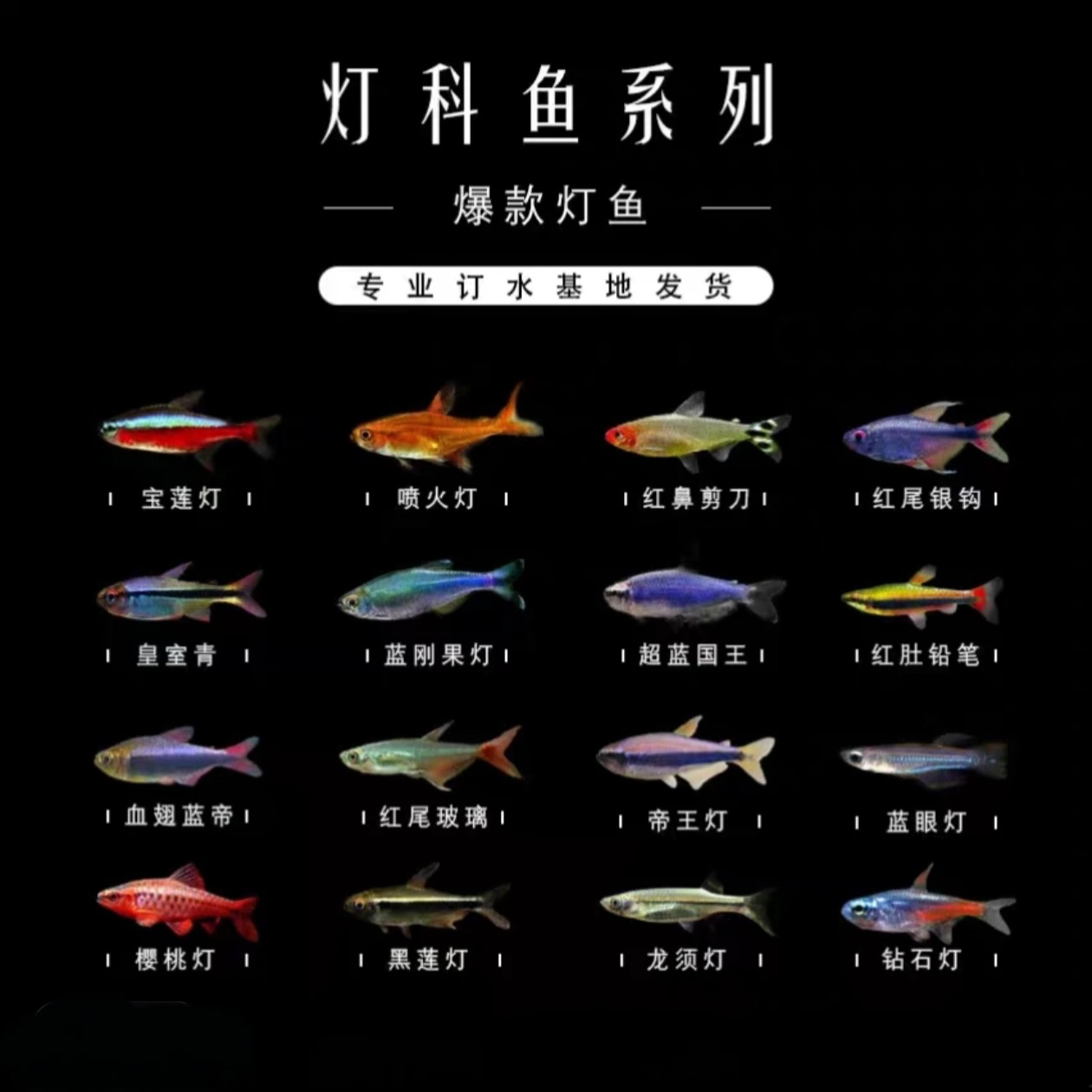 鱼漪水族 精美礼品