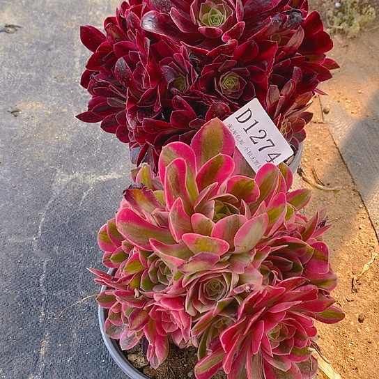 1274美杜莎粉女巫多肉2颗不周正