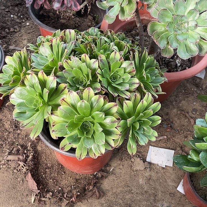 碧虎玫瑰玫瑰玫瑰玫瑰