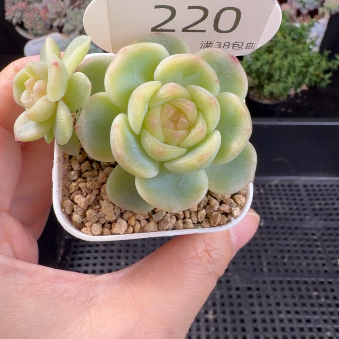 舒月双头220号一颗