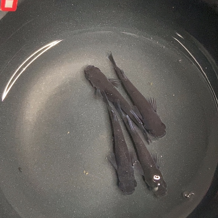 海水鱼墨子的鱼3号耀变天目