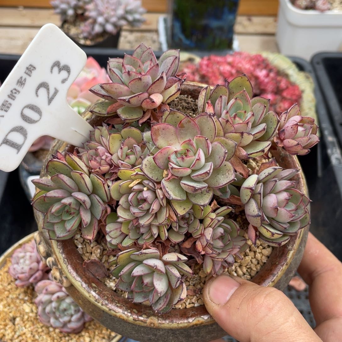 023黄金雨不带盆12厘米