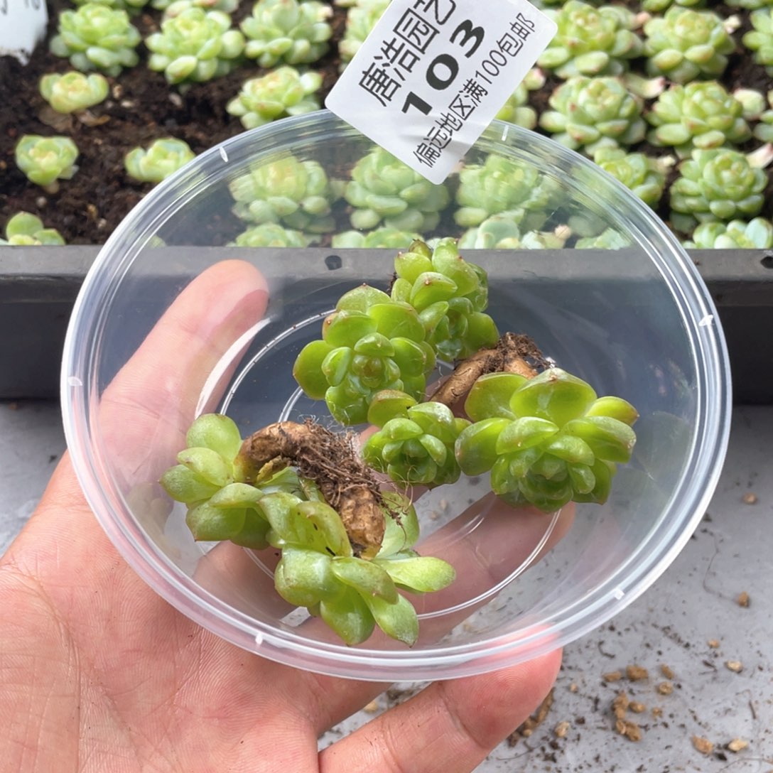 温***C优选珍妮一物一拍103