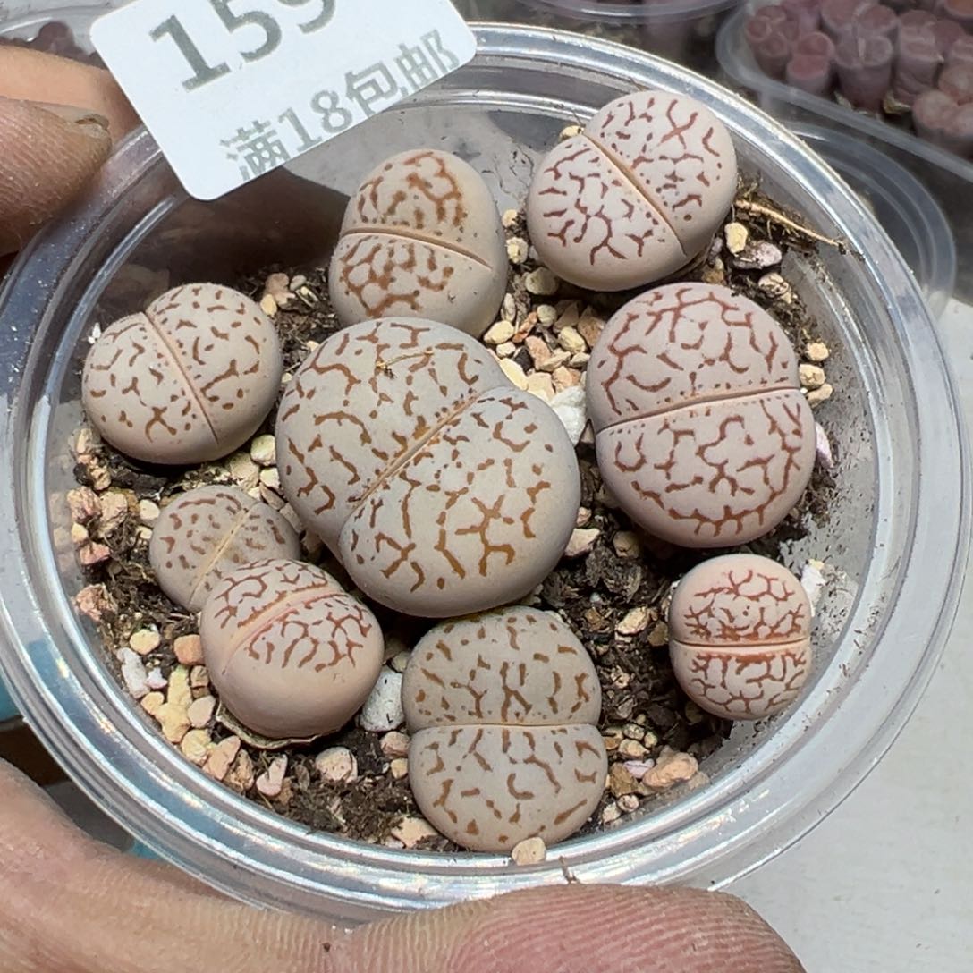 【闪购商品】159.     