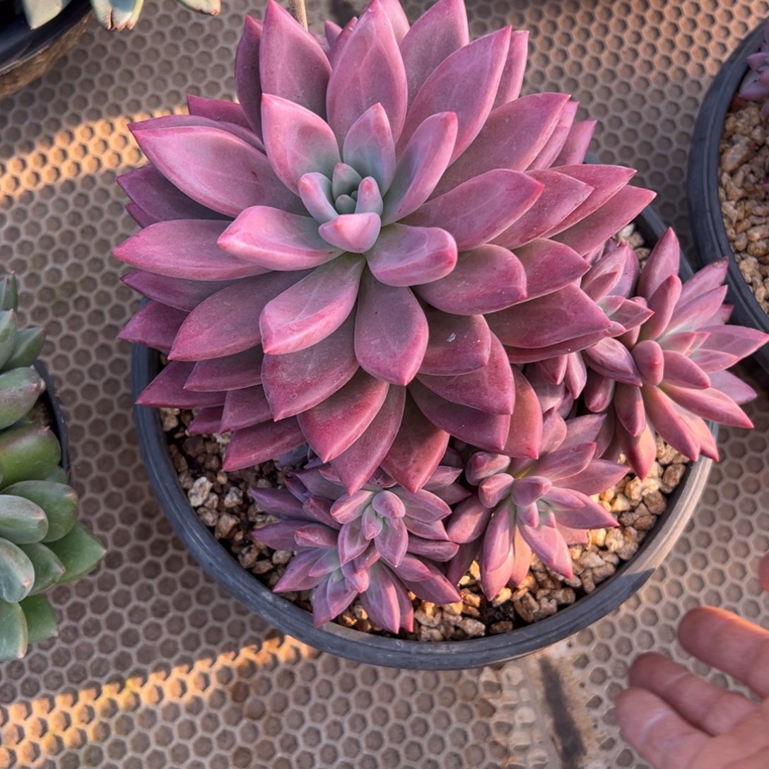 手捧赫菲虞多肉植物75