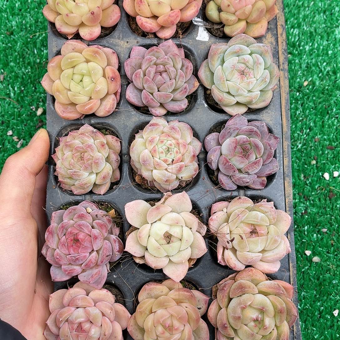 多肉一物一拍22-166