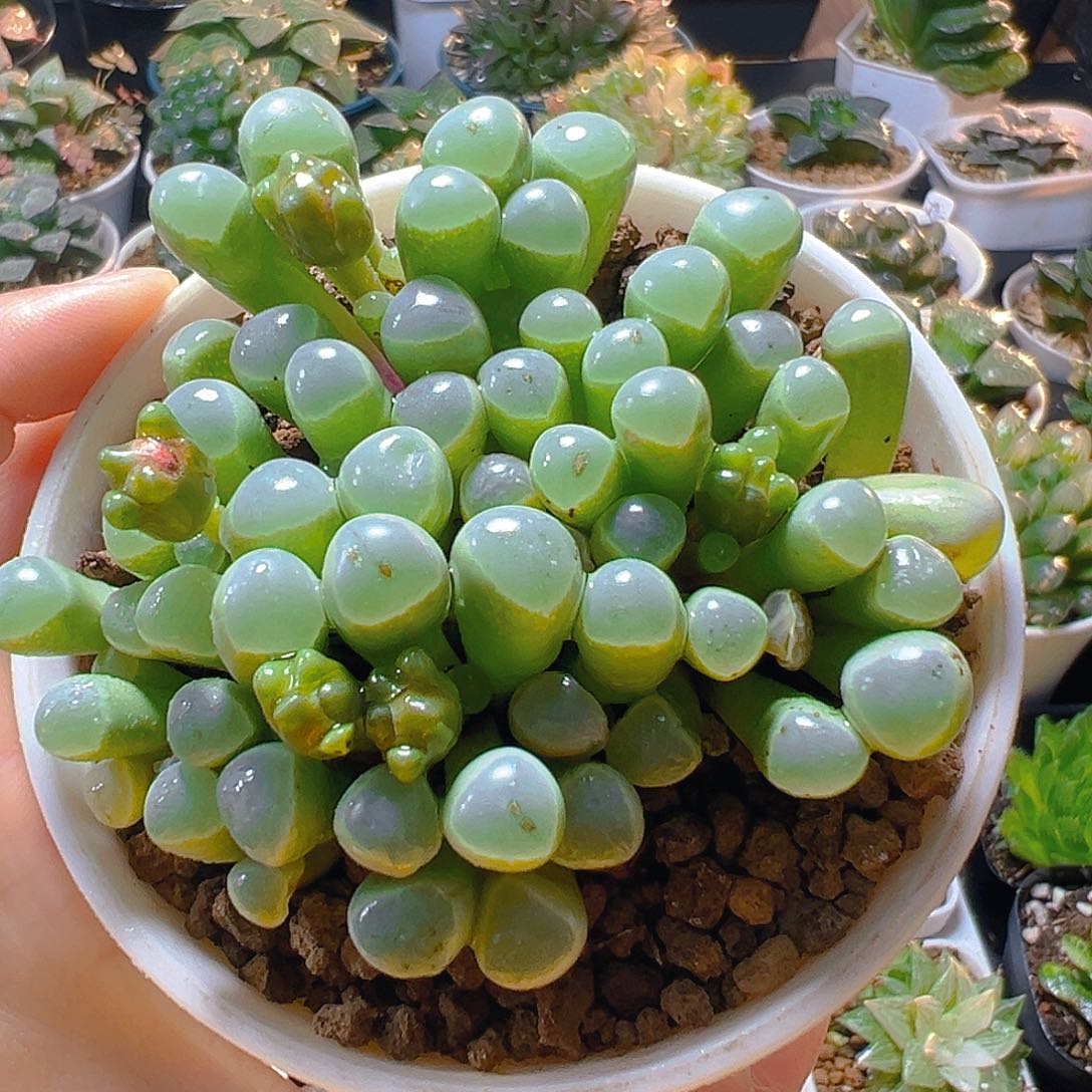 五十玲玉玉露多肉多肉多肉多肉