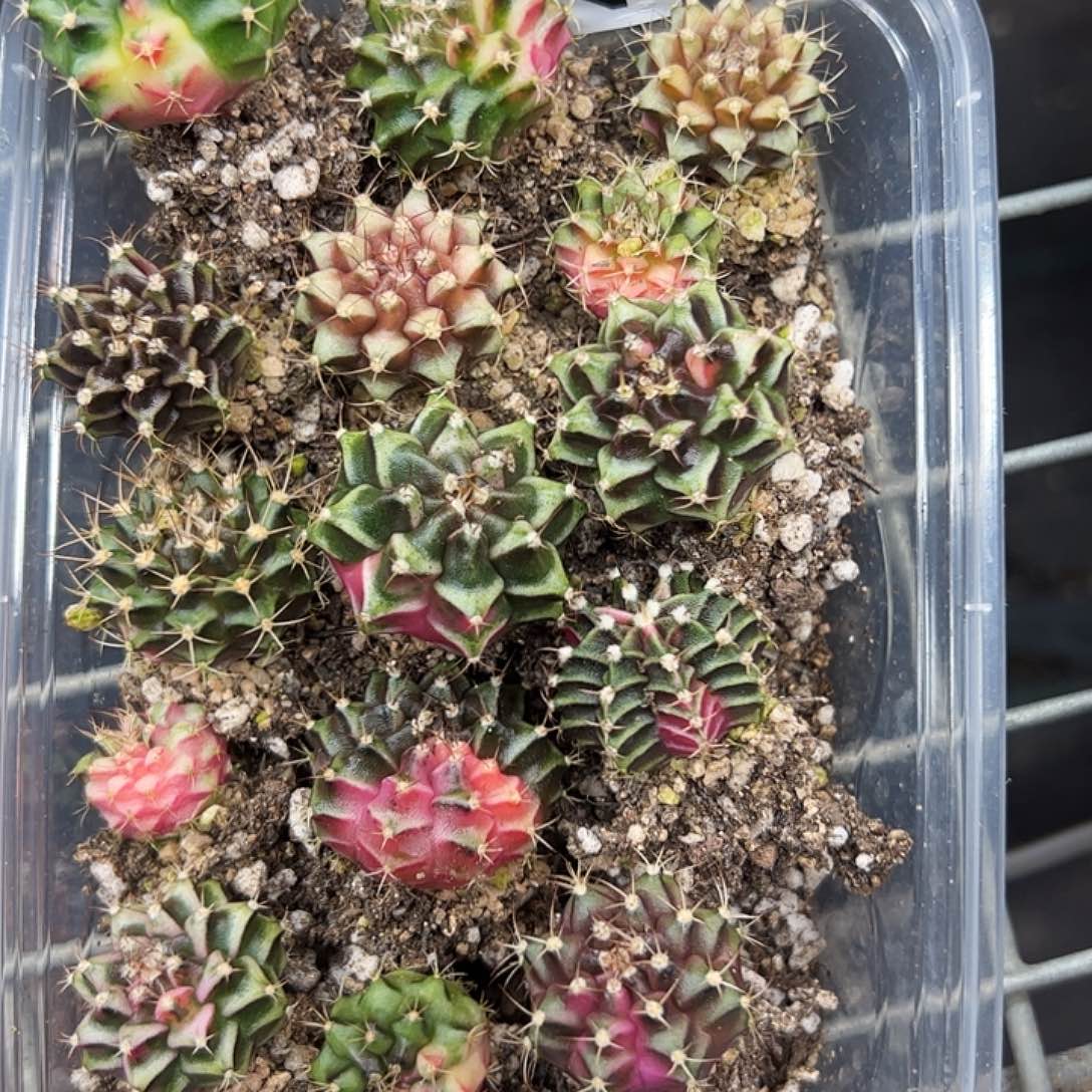 当前无花朵，栽培后可花朵490