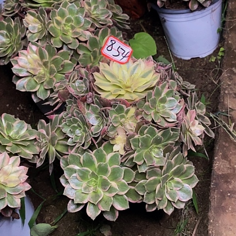 黑魔锦老桩捧花854号