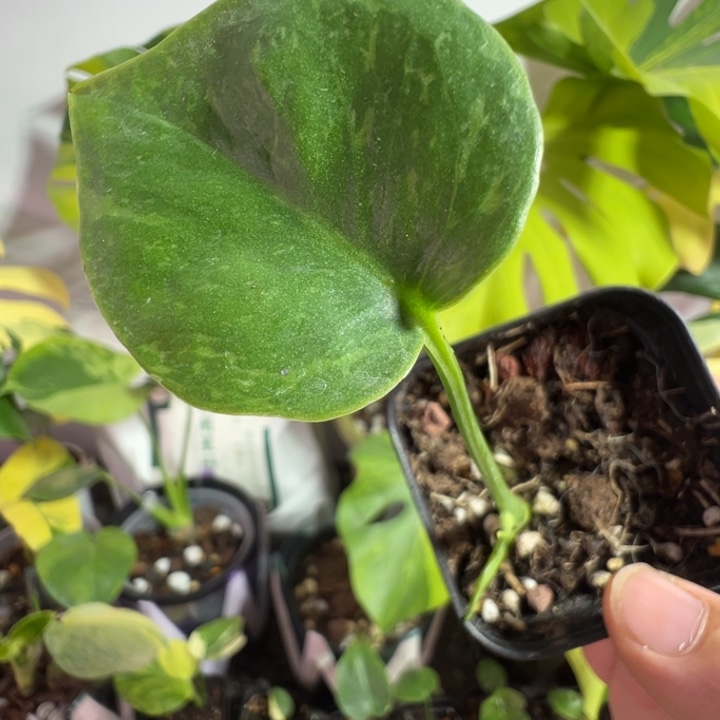 包***人完全开放龟背竹种子