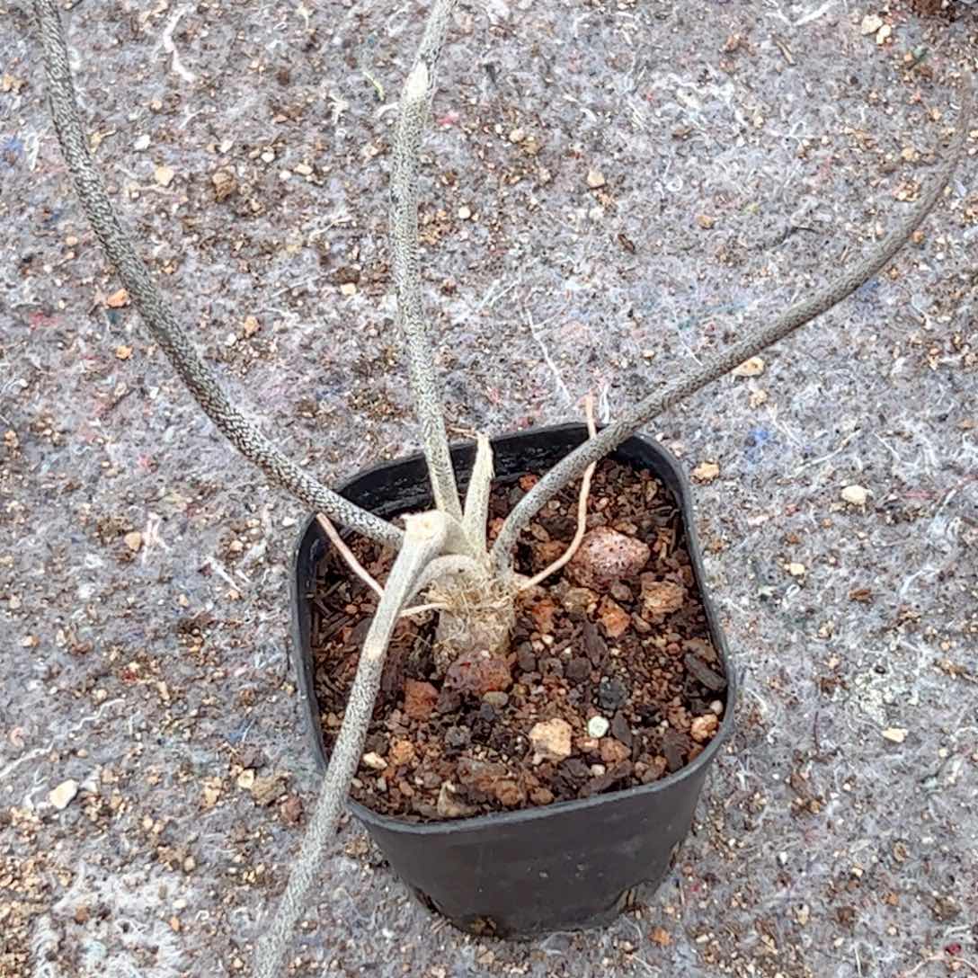 实生 美杜莎块根