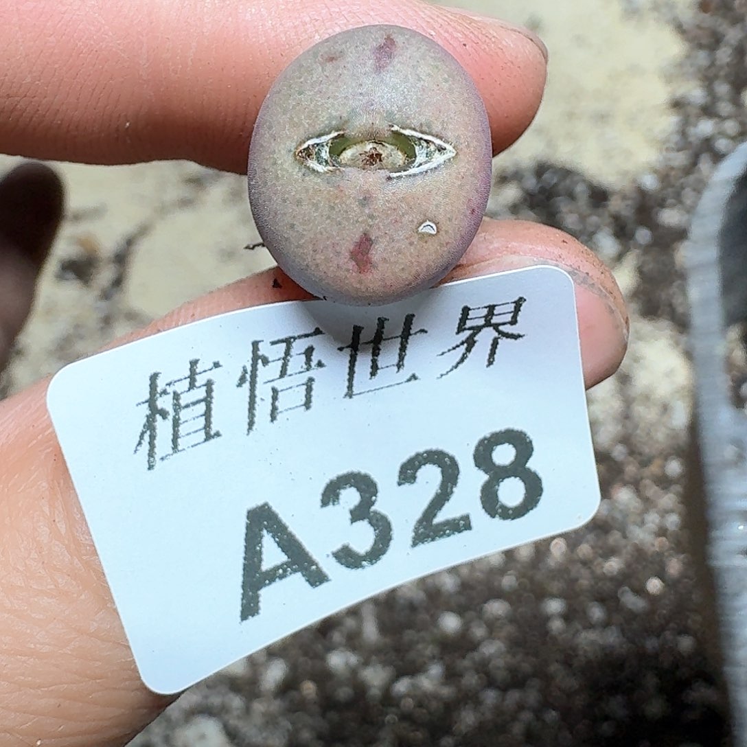 328号多肉植物哇f v