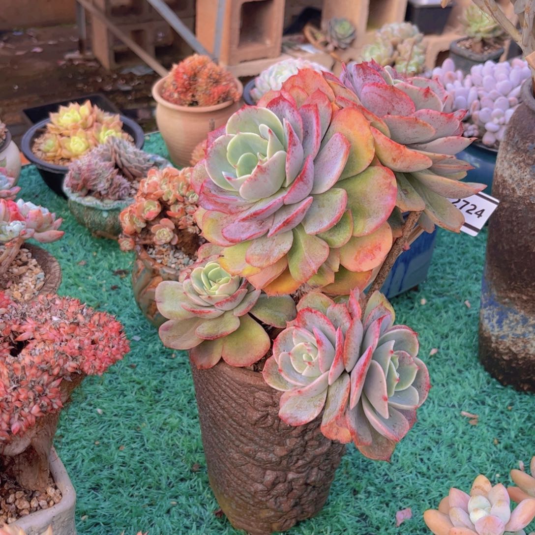 白雪公主多肉植物2724