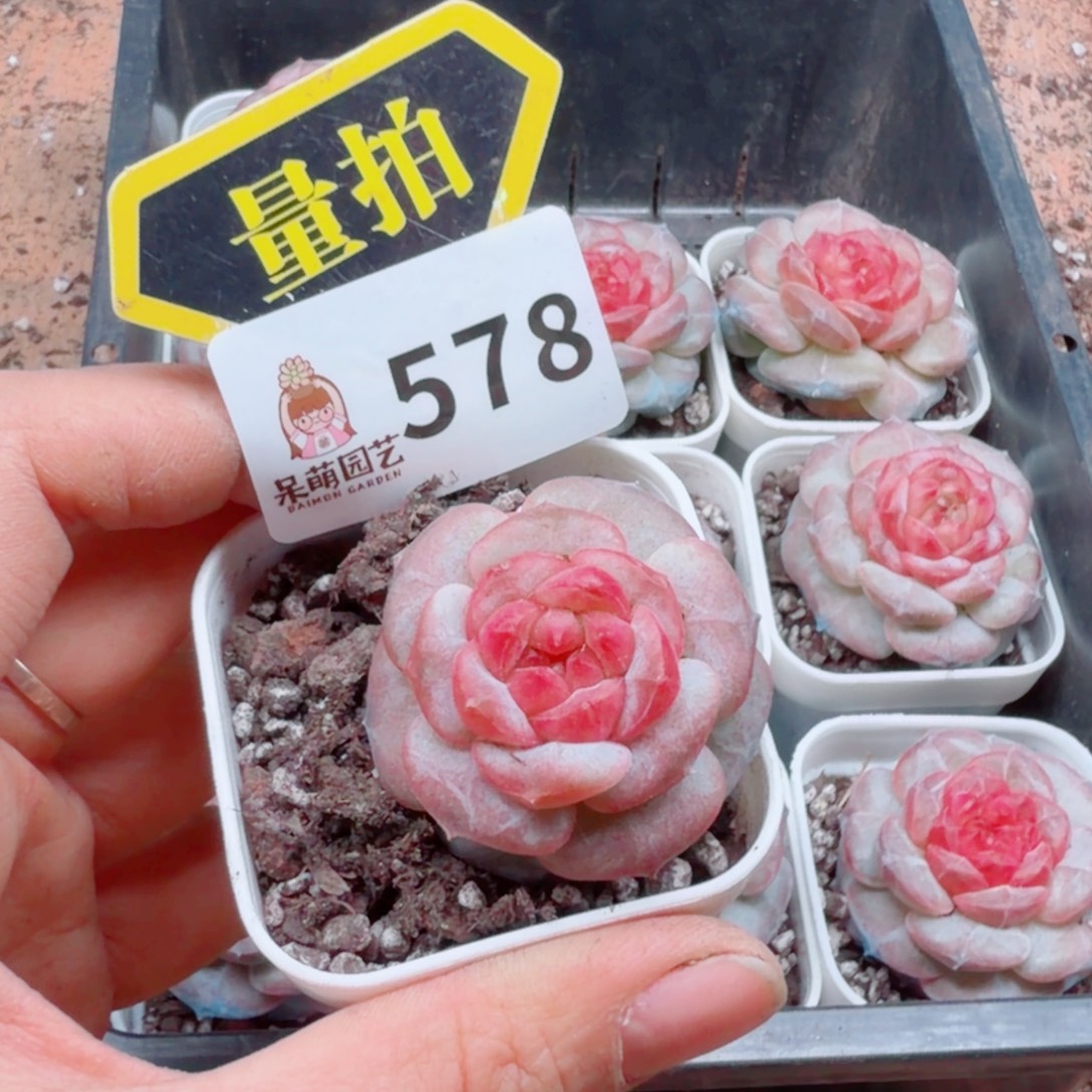 多肉植物多肉植物