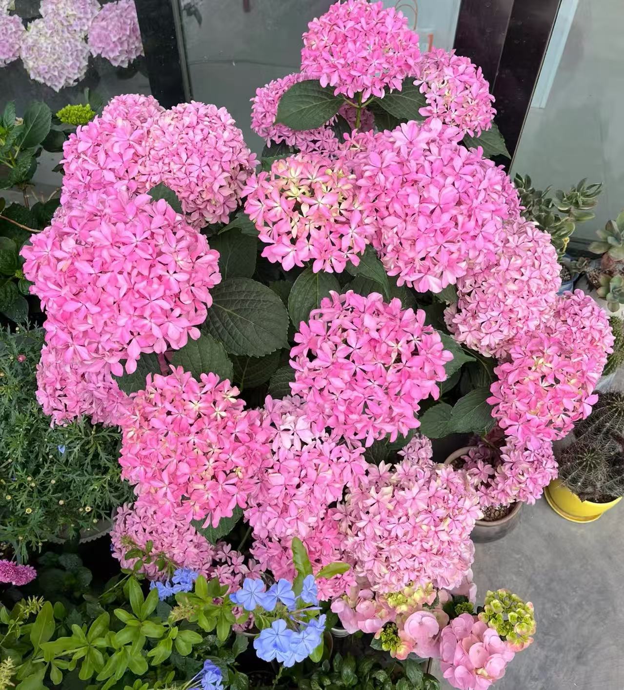 【灵感】大花绣球多花露天盆栽易养护绣球阳台庭院花卉多季节好养