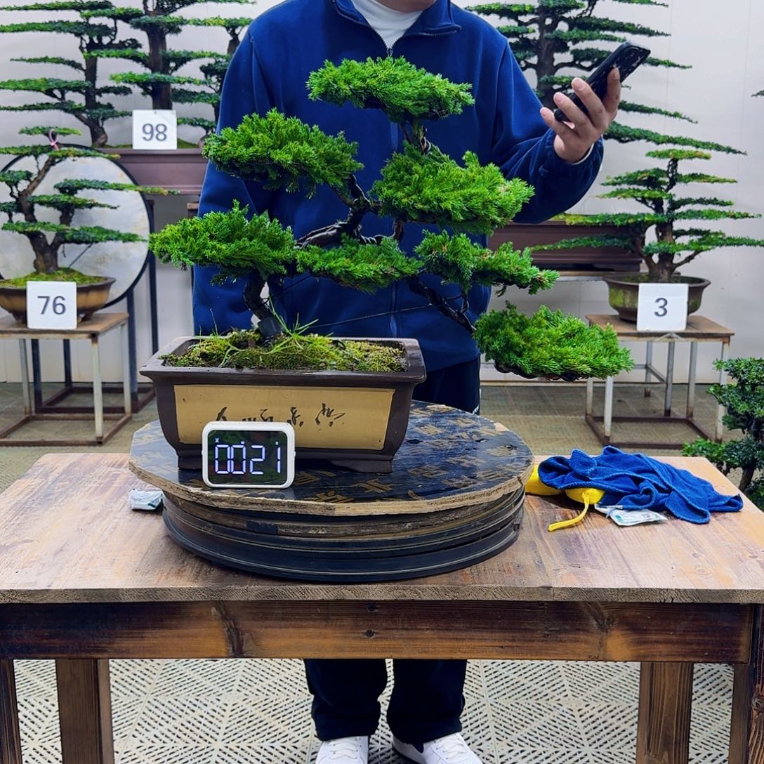 无花朵柏树造型盆景