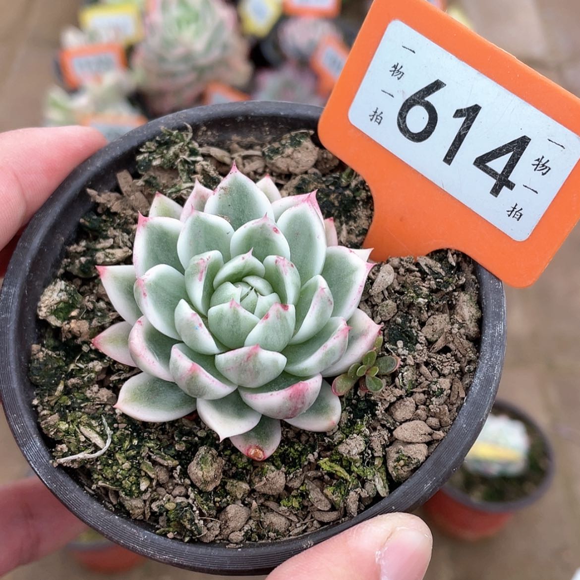 【闪购商品】614号