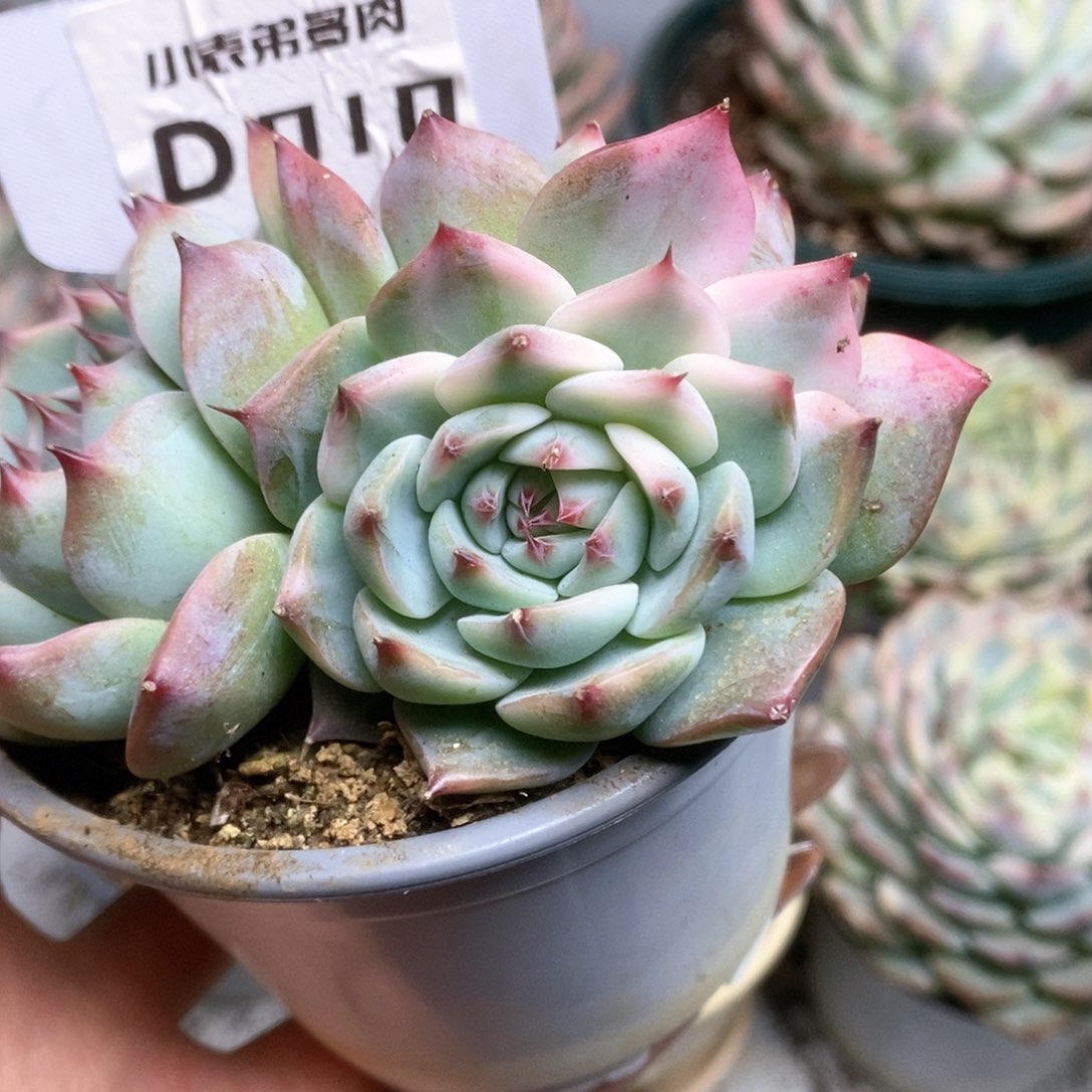 010锦锦锦锦锦锦锦锦