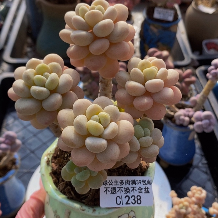 洛可可老桩8cm238多肉植物