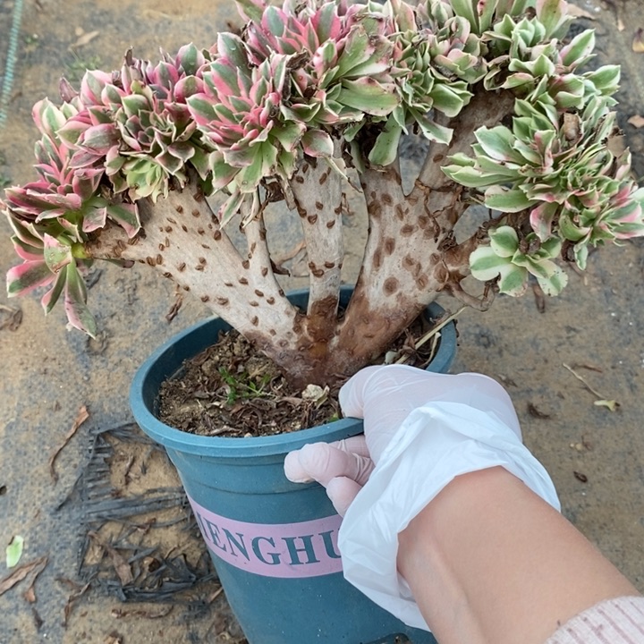 女巫缀10多肉植物法师法师