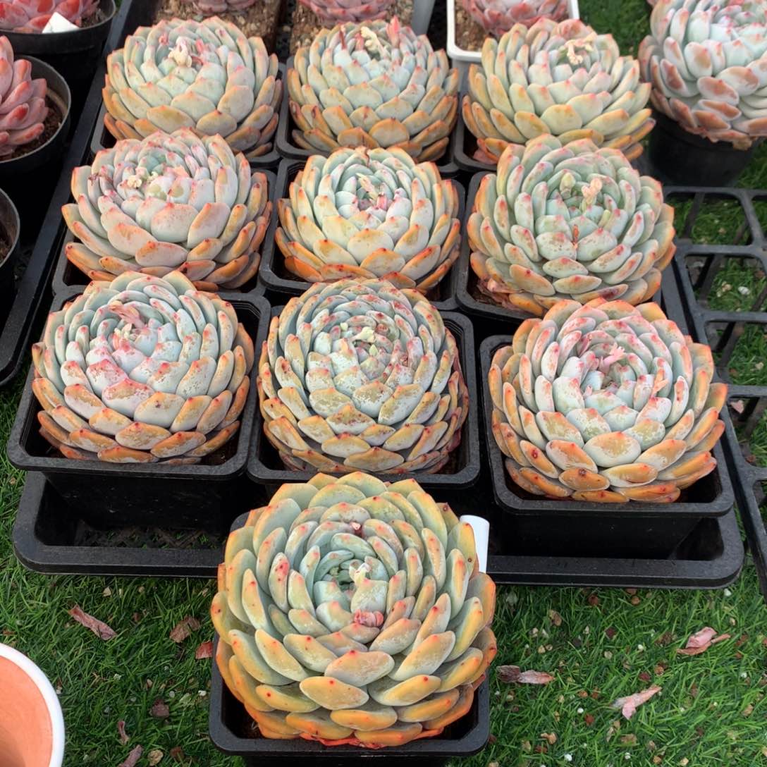 431橙子多肉植物组合