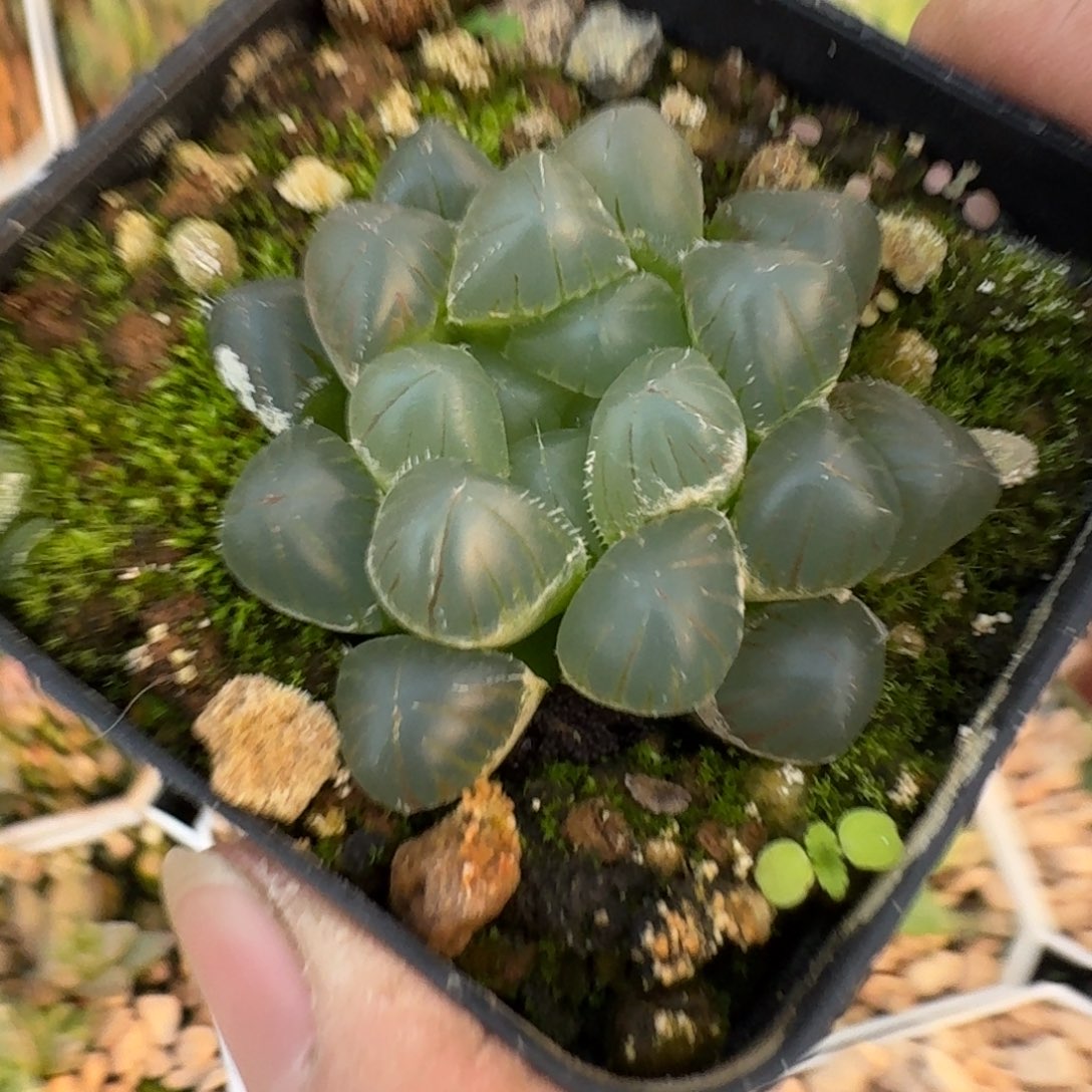 无花朵实生透亮窗玉露