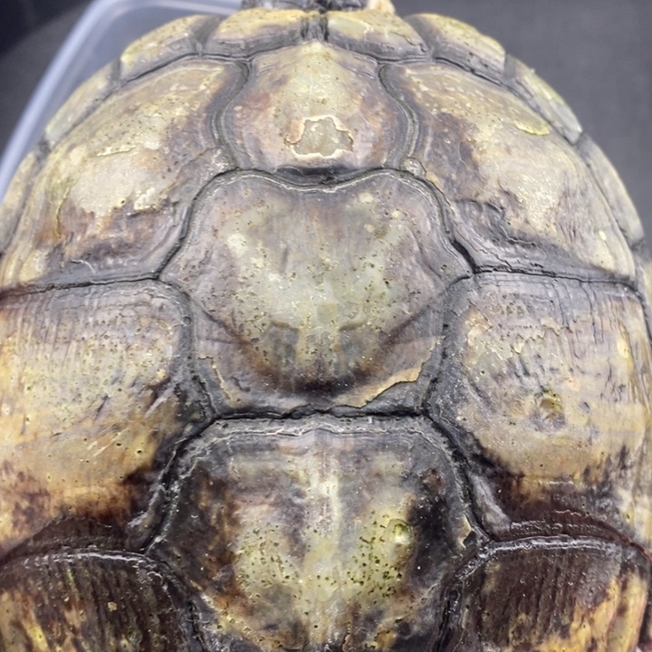 巴西彩龟母66666666