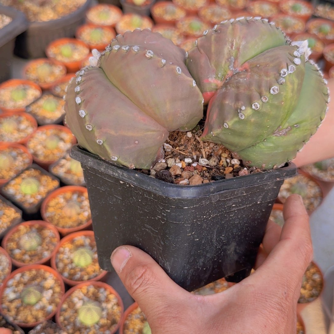 中***唇块根植物块根植物