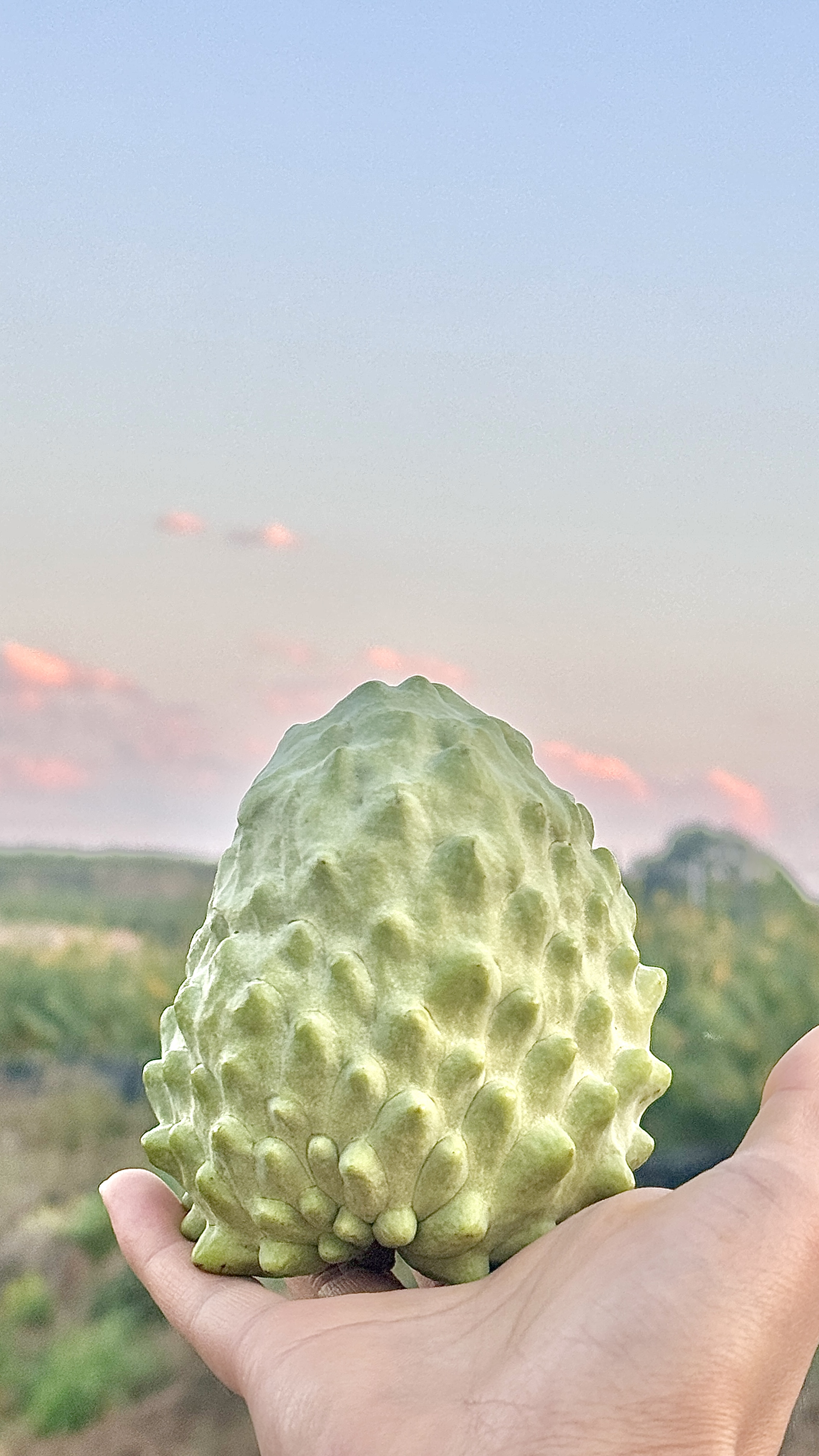 释迦果一箱两斤