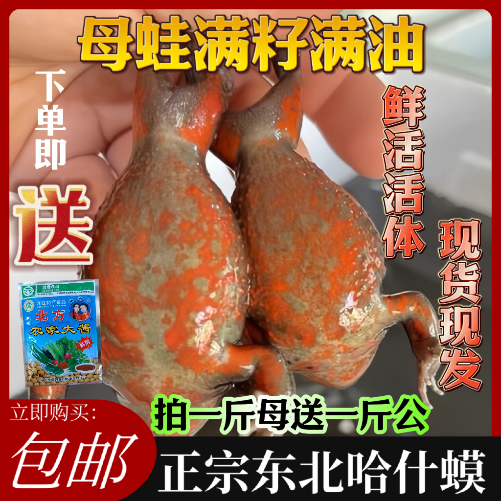 活发多买优惠红肚皮林蛙正宗东北哈士蟆草蛤蟆石蛤蟆哈什蟆母豹子