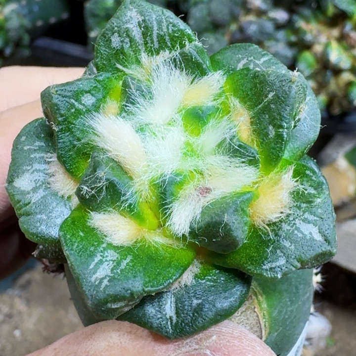 福利苗接短宽龙角180