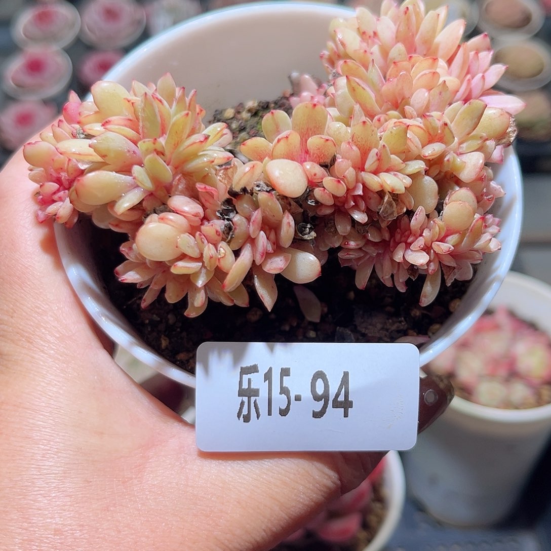 乐15-94 春桃缀化