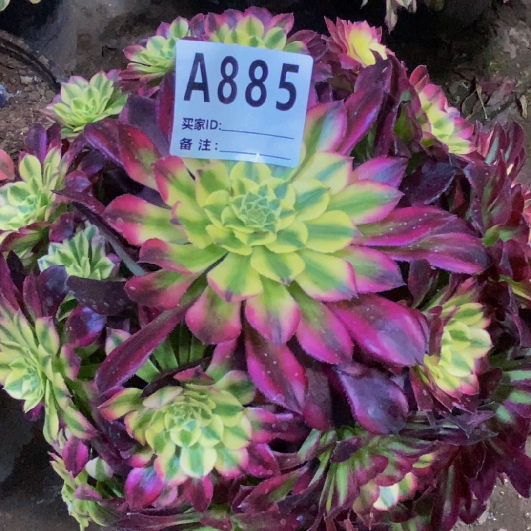 多肉植物法师锦系列