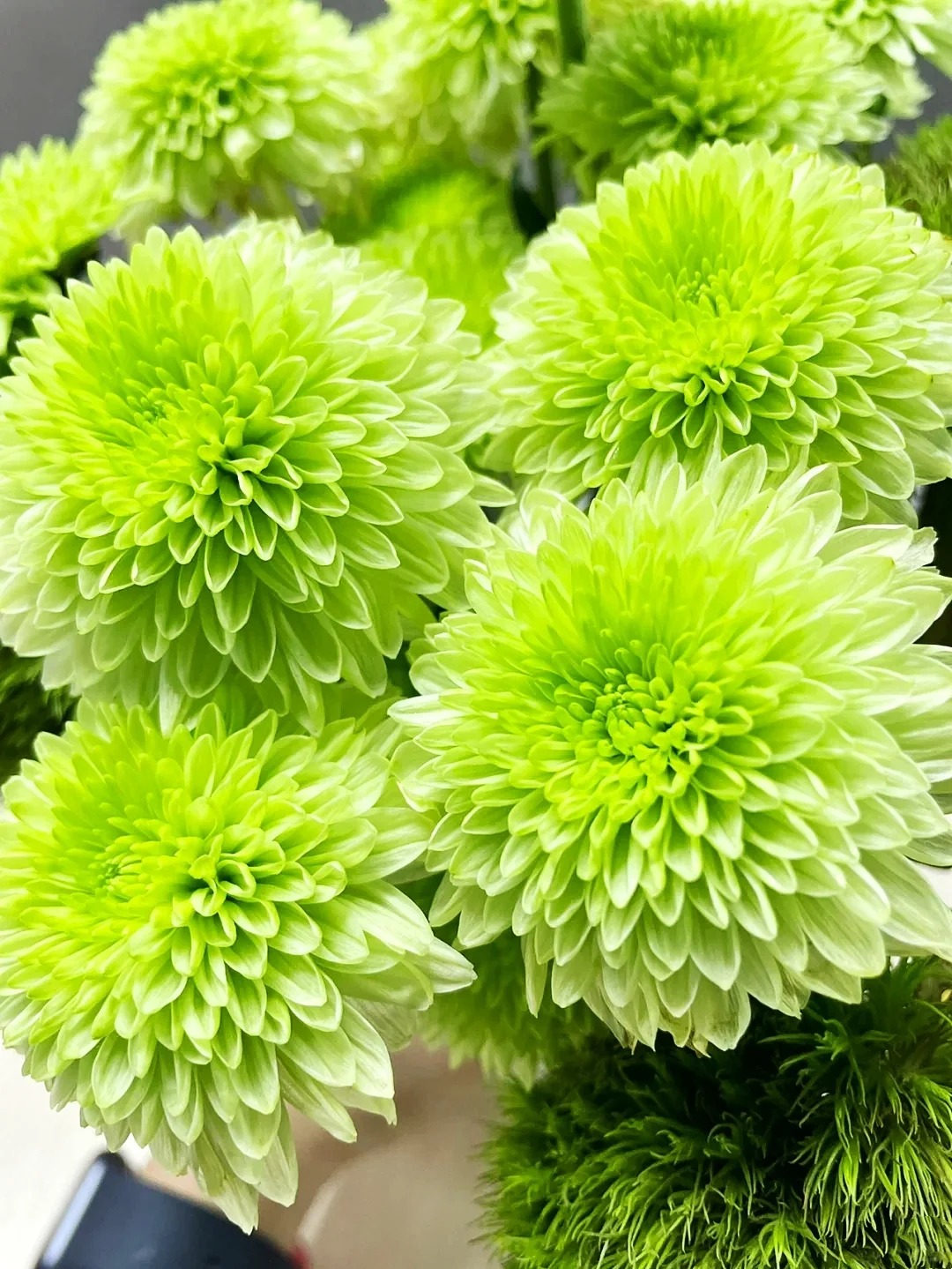 【布鲁诺绿】小雏菊（包邮）不做隔夜花 东北鲜切花种植基地 现采现发