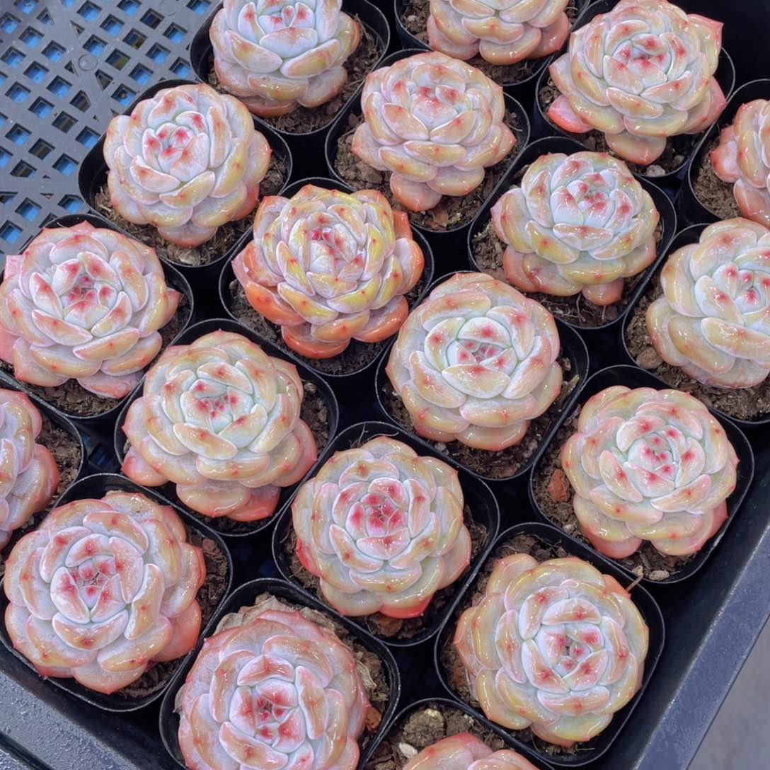 量拍3号紫皮石榴籽星影单头两个