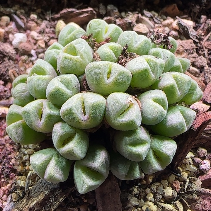 开播福利活动。  653