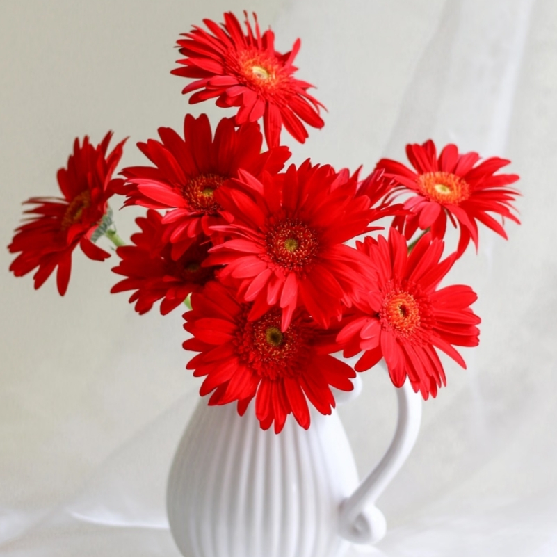 云影优选【红色非洲菊】昆明鲜花批发次日达顺丰包邮