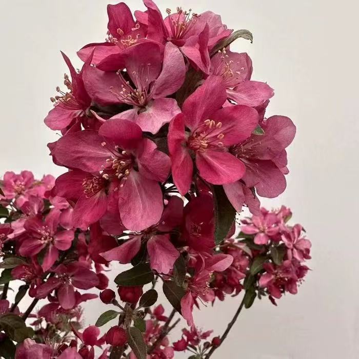 四季海棠长寿冠彩玉绿宝石  一物一拍！！！