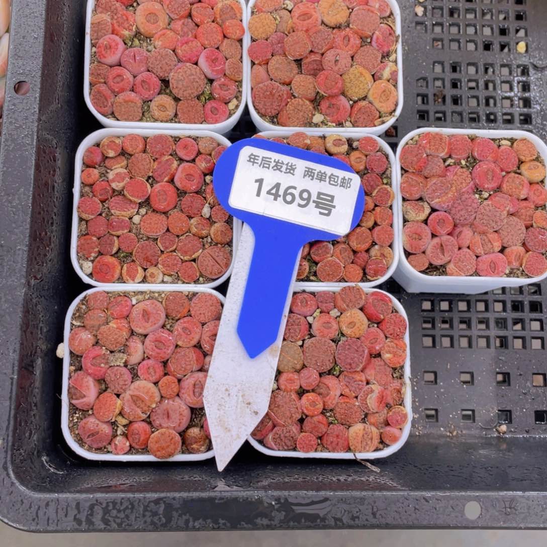 1469号C393a紫柘榴生石花满满一盆